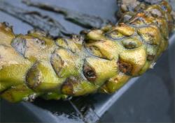 Nuphar lutea. Prominent petiole scars on the spongy rhizome.
 Image: T.K. James © T.K. James 2019 All rights reserved